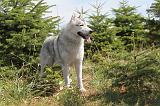 SIBERIAN HUSKY 075